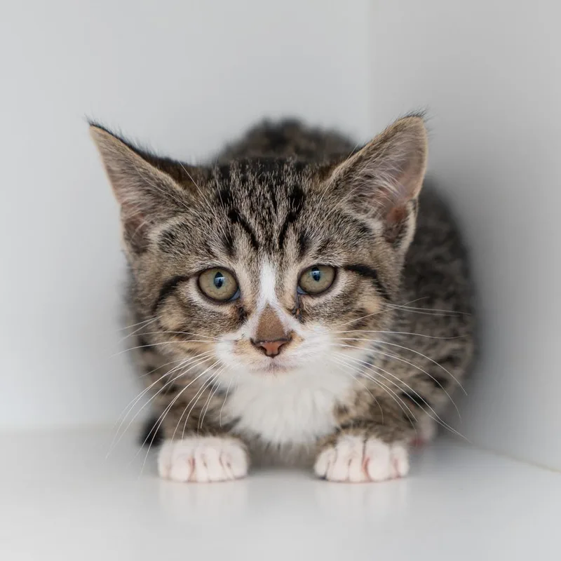 A baby small-sized female Brown / Chocolate Domestic Short Hair cat named Slushie for adoption in New York, NY