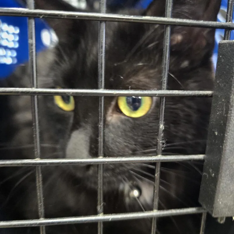 An adult large-sized male Black Domestic Short Hair cat named Dipsy for adoption in Newark, NJ