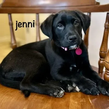 A baby medium-sized female Labrador Retriever dog named Jenni for adoption in Elk Grove Village, IL
