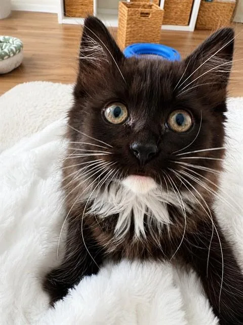 A baby small-sized female Domestic Short Hair cat named Boots for adoption in Statesville, NC
