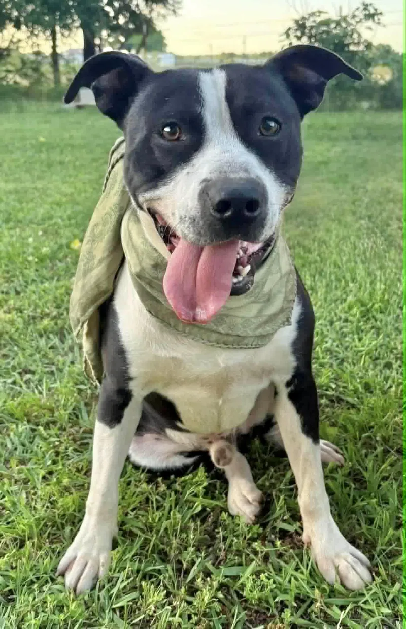 A young medium-sized male Terrier dog named Oreo for adoption in Manchester, CT