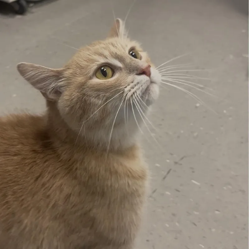 An adult large-sized male Buff / Tan / Fawn Domestic Medium Hair cat named Nanners for adoption in Marysville, OH