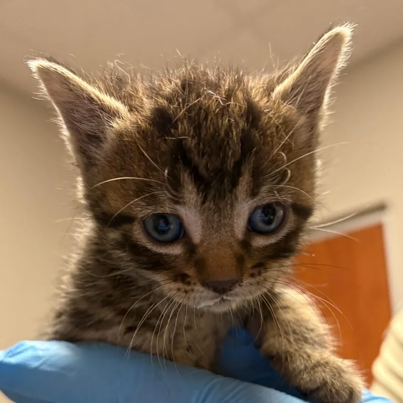 A baby small-sized female Brown / Chocolate Domestic Short Hair cat named Hawaii for adoption in Yuma, AZ
