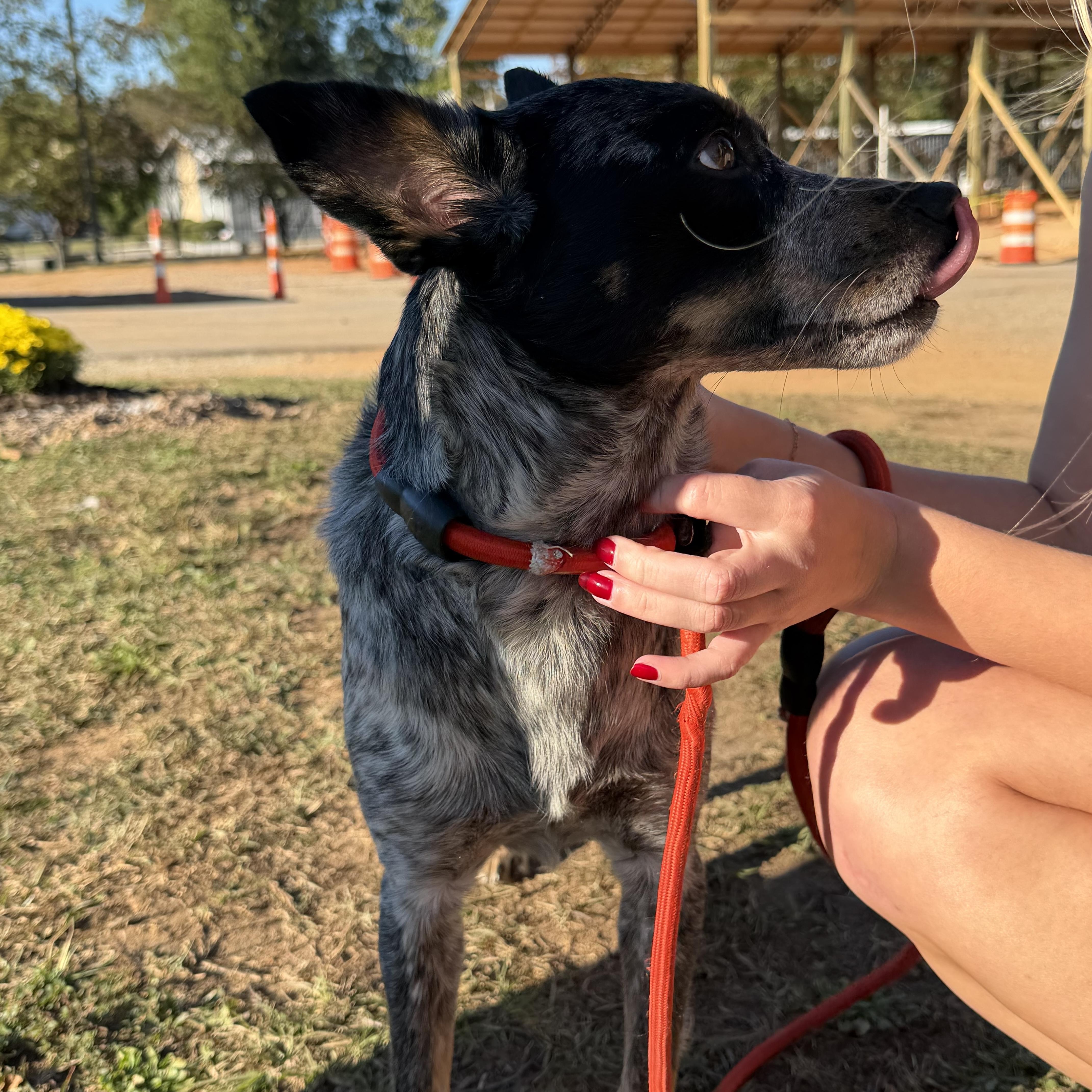 An adult medium-sized male Tricolor (Brown, Black, & White) Australian Cattle Dog / Blue Heeler named Mack for adoption in Columbia, SC
