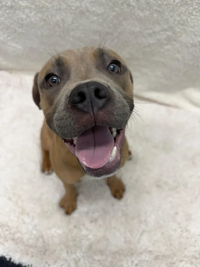 A baby large-sized male Brown / Chocolate Cane Corso dog named Titan Tag for adoption in Central Islip, NY