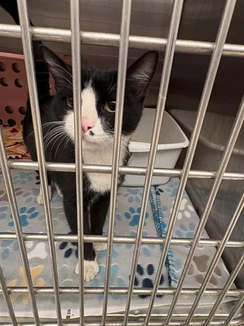 A young medium-sized male Domestic Short Hair cat named Smudge for adoption in Anchorage, AK