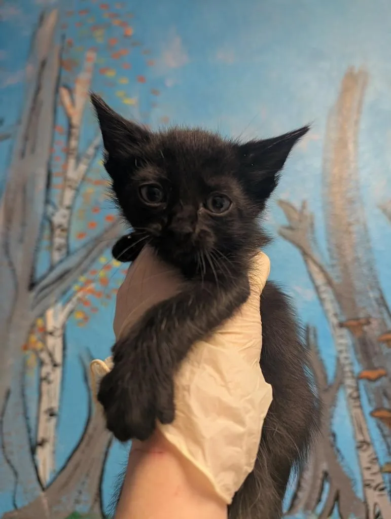 A baby medium-sized male Domestic Medium Hair cat named Neville for adoption in New Braunfels, TX