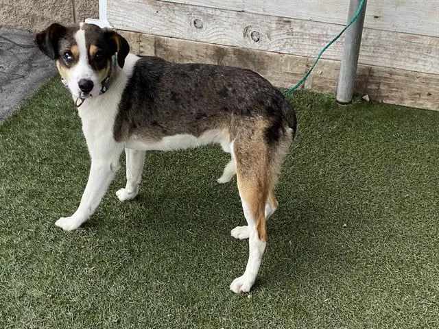 A young large-sized male Catahoula Leopard Dog dog named Skippy for adoption in Modesto, CA