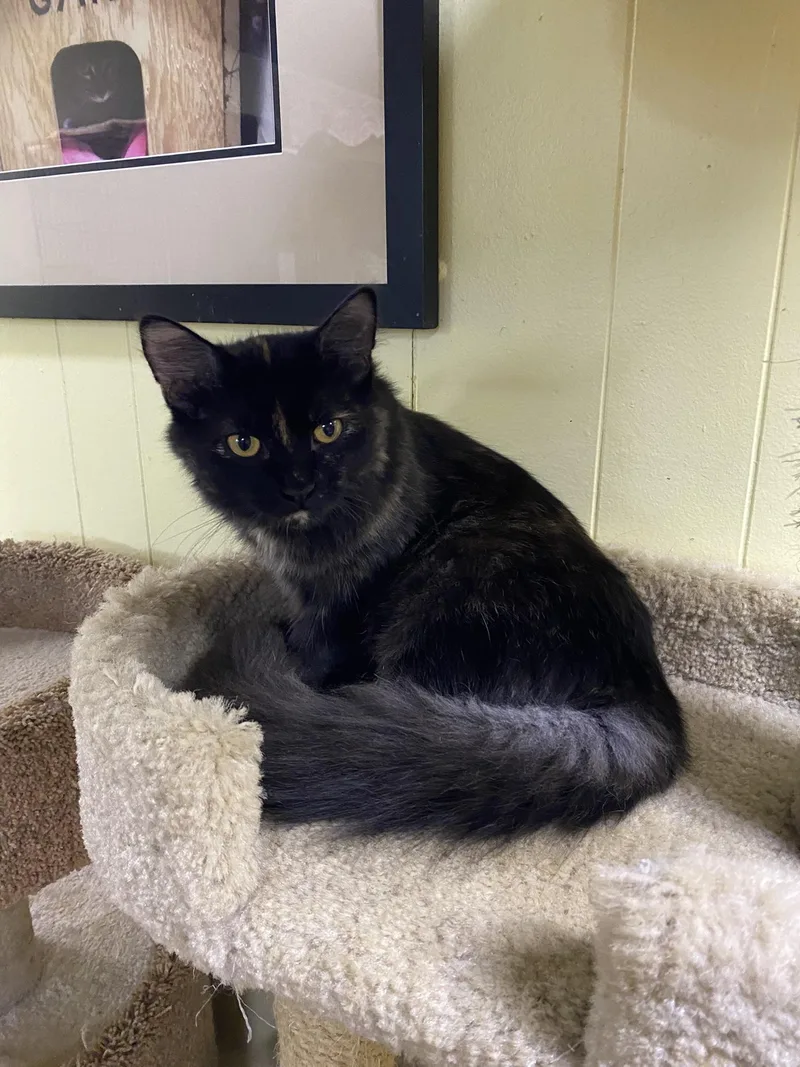 A baby medium-sized female Tortoiseshell cat named Sissy for adoption in New Richmond, WI