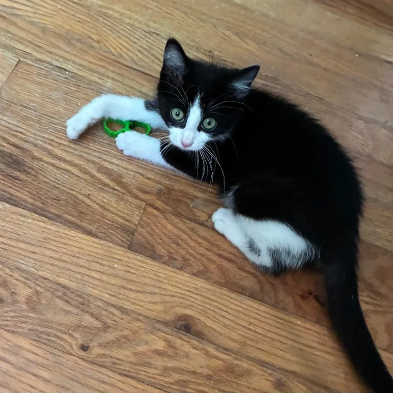 A baby small-sized female Black Domestic Short Hair cat named Delilah for adoption in Mebane, NC