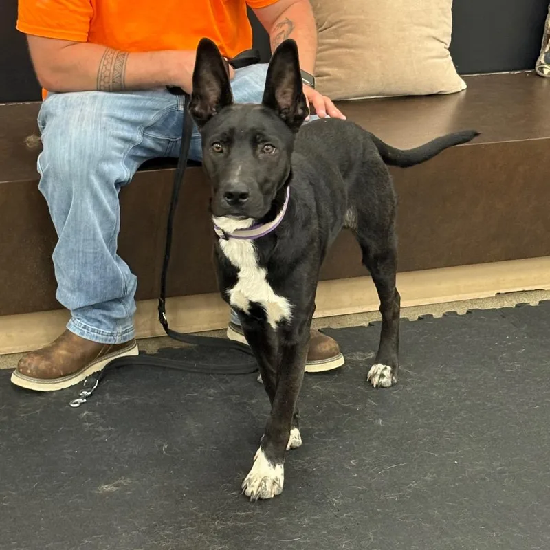 An adult medium-sized male Black Australian Kelpie dog named Found Stray Onyx for adoption in North Bend, OR