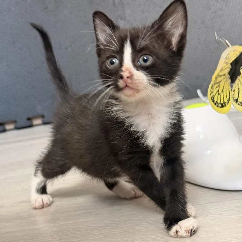 A baby small-sized female Black Domestic Short Hair cat named Sunday for adoption in Middle Village, NY