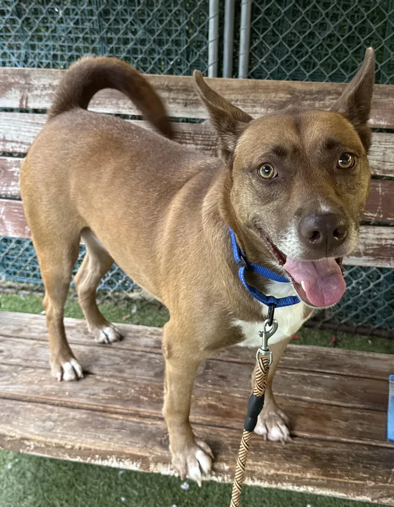 An adult medium-sized female Brown / Chocolate Mixed Breed dog named Sasha for adoption in Sudbury, MA