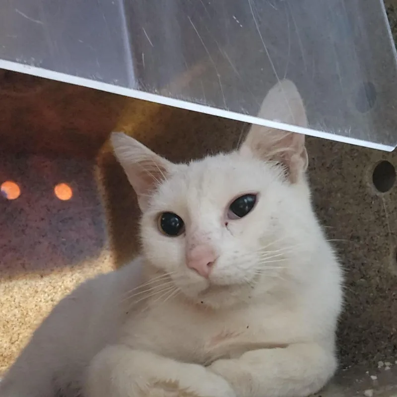 A baby medium-sized male White Domestic Short Hair cat named Working Cat Choir for adoption in Tacoma, WA