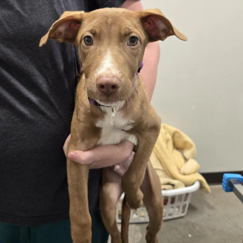 A baby medium-sized male Brown / Chocolate Mixed Breed dog named Pugsly for adoption in Washington Township, OH