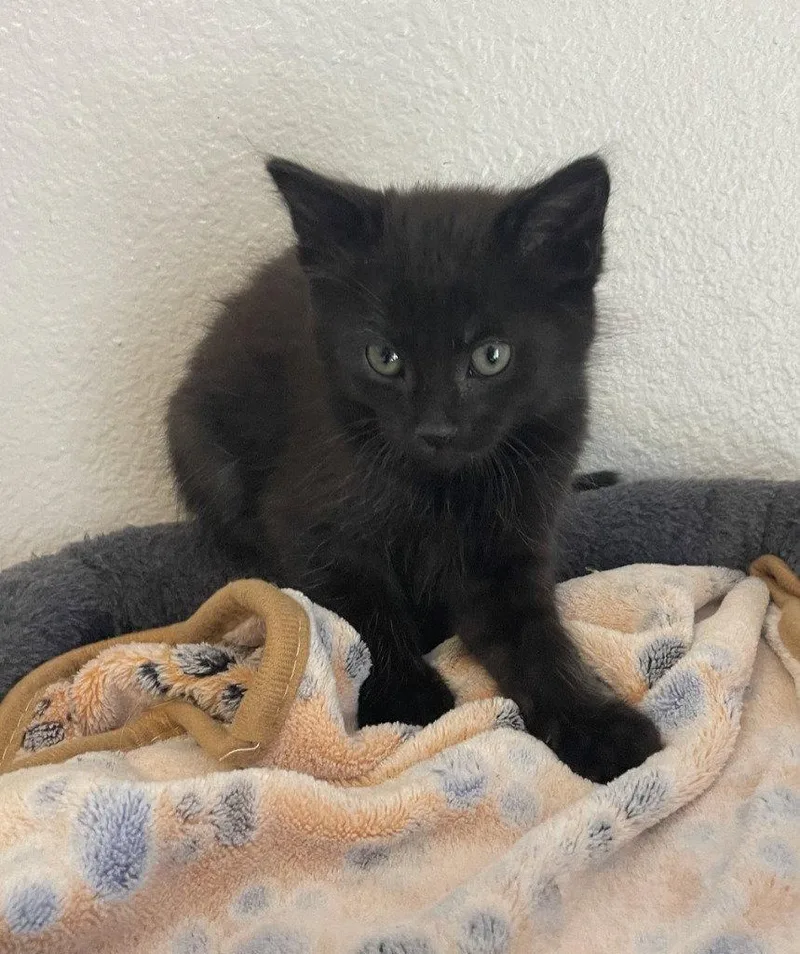 A baby medium-sized male Black Domestic Medium Hair cat named Nougat for adoption in St. Helens, OR