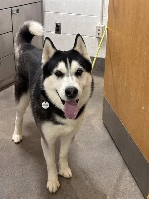 An adult medium-sized male Siberian Husky dog named Lucas for adoption in Upper Marlboro, MD
