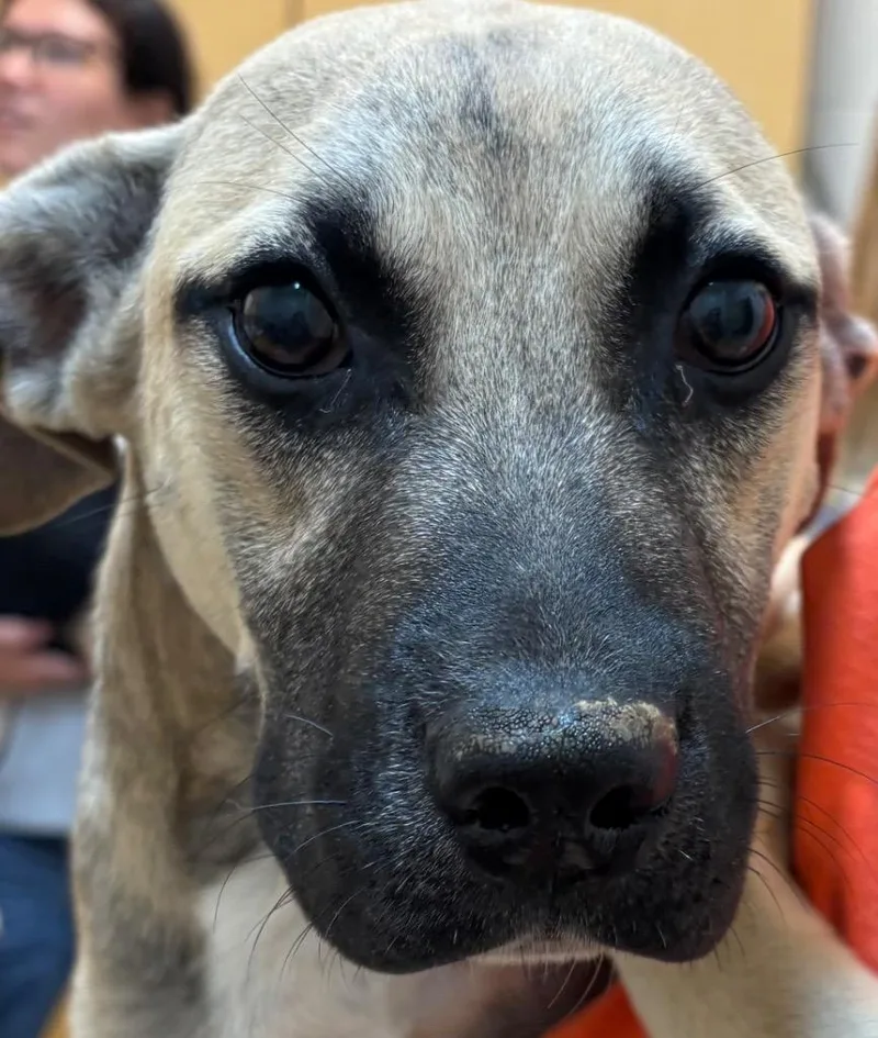 A baby medium-sized male Mixed Breed dog named Opie for adoption in Elizabethton, TN