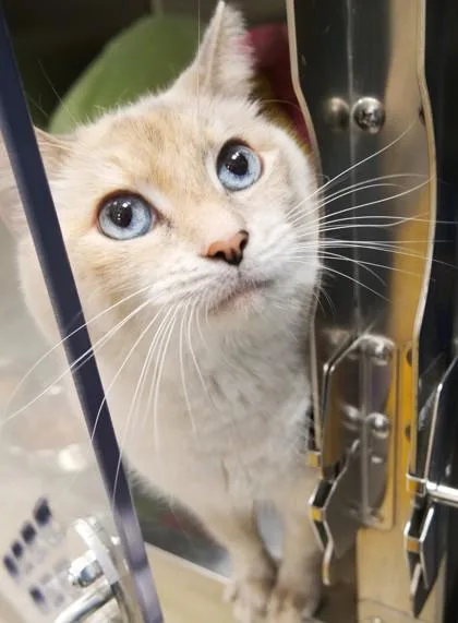 An adult medium-sized female Domestic Short Hair cat named Gizmo for adoption in Fishers, IN