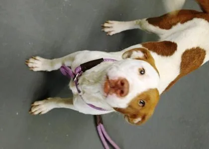 A young medium-sized female Terrier dog named Sunni for adoption in Picayune, MS