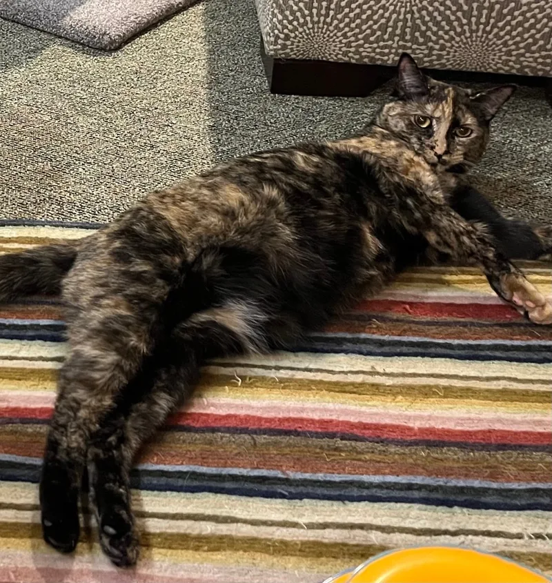 An adult medium-sized female Tortoiseshell cat named Attina for adoption in Cranford, NJ