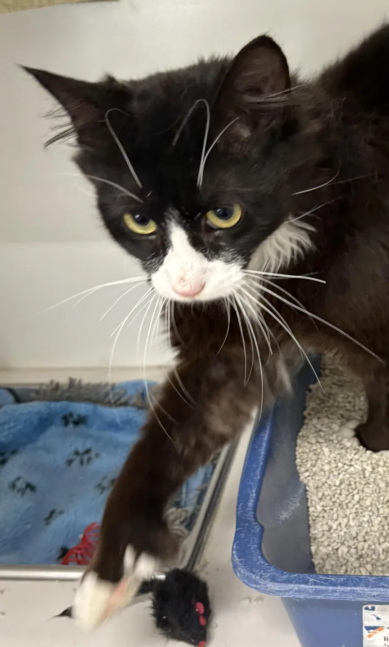 An adult medium-sized male Black & White / Tuxedo Domestic Medium Hair cat named Maxwell for adoption in Mansfield, CT