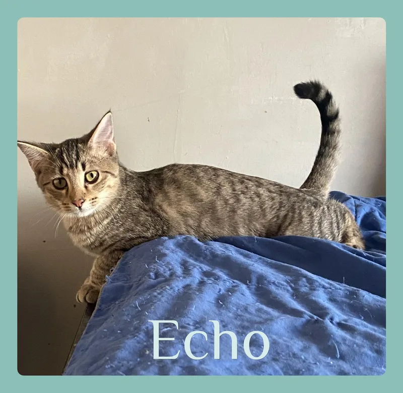 Echo