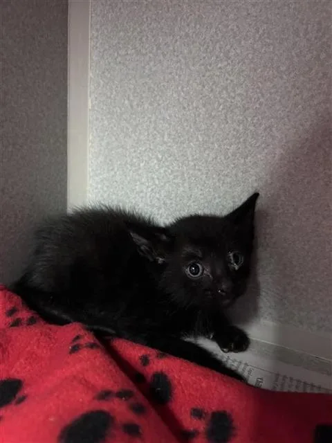 A baby medium-sized male Domestic Short Hair cat named Moon for adoption in Dallas, TX