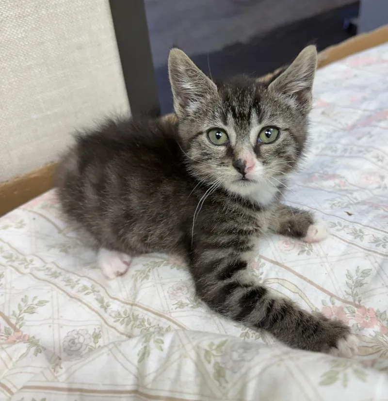 A baby medium-sized male Domestic Short Hair cat named Hero for adoption in San Pedro, CA