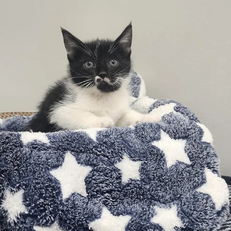 A baby small-sized female Black Domestic Short Hair cat named Maki for adoption in Toledo, OH