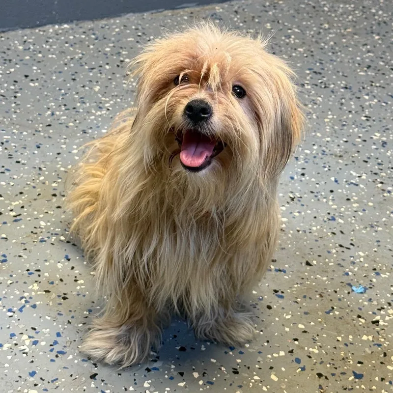 TUSCStray