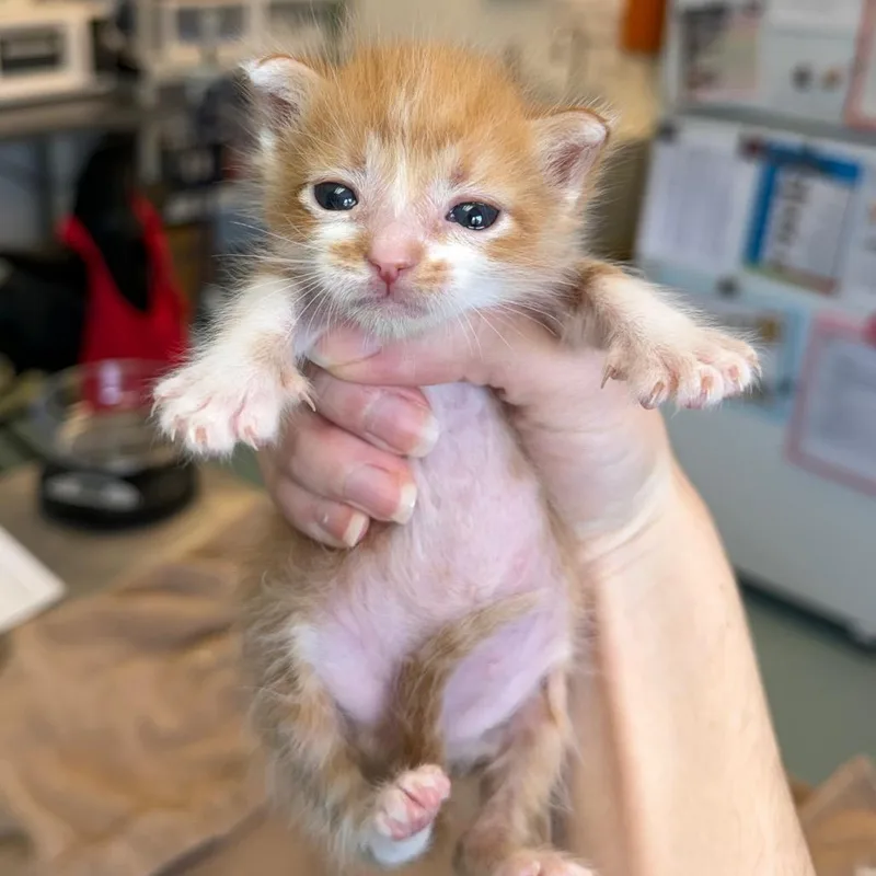 A baby small-sized male Orange / Red Domestic Short Hair cat named Kerplunk for adoption in Austin, TX