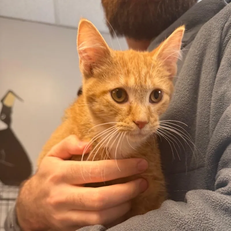 A baby small-sized male Domestic Short Hair cat named Cisco for adoption in Muncie, IN