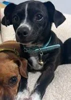 An adult small-sized male Black Chihuahua dog named Mr. Mittens for adoption in Liverpool, TX