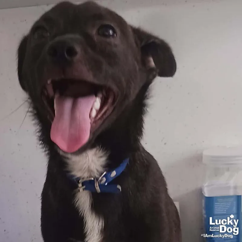 A young small-sized male Chihuahua dog named Monchi for adoption in Washington, DC