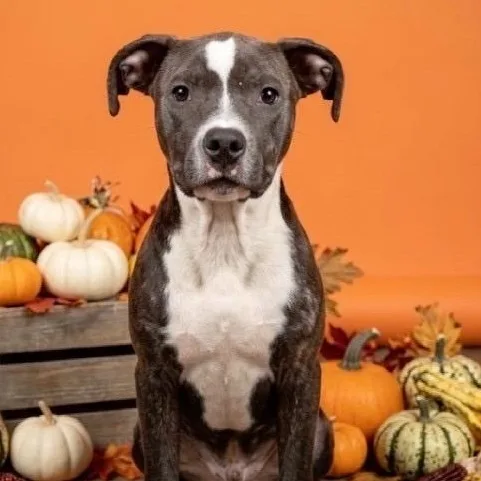 A baby medium-sized female Gray / Blue / Silver Pit Bull Terrier dog named Valentina for adoption in Richmond, VA