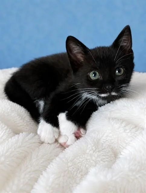 A baby small-sized male Domestic Short Hair cat named Lionel for adoption in Statesville, NC