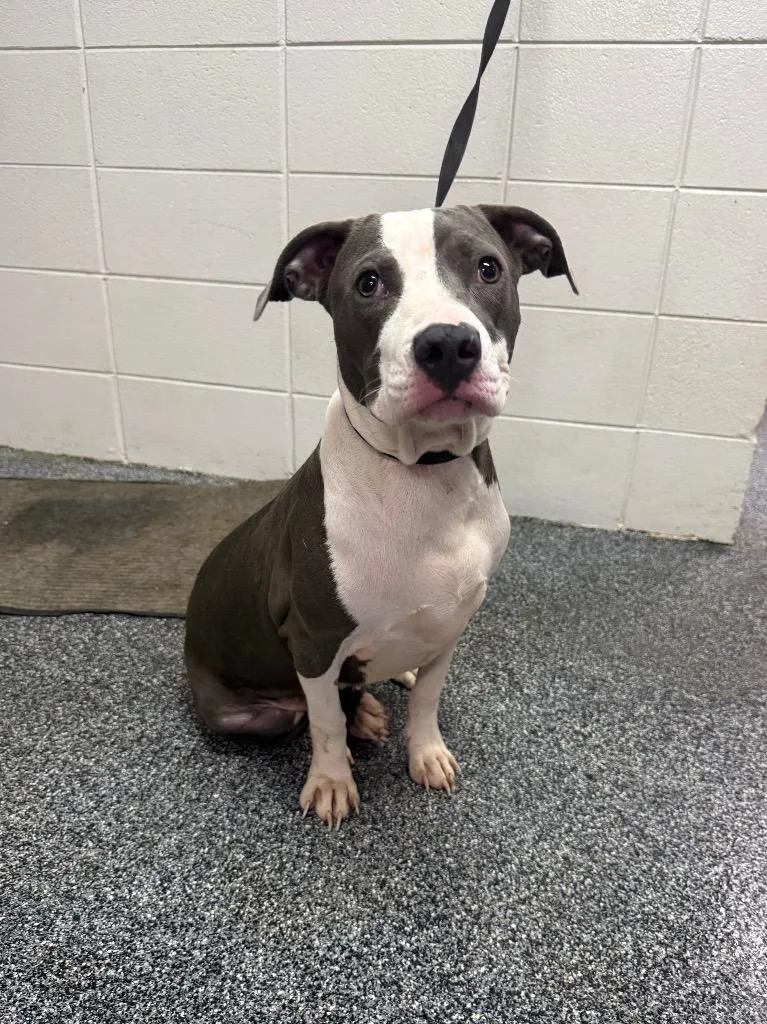 A young medium-sized female Mixed Breed dog named D Lollipop for adoption in Tifton, GA