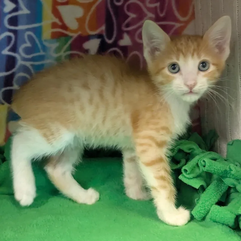 A baby small-sized male Orange / Red Domestic Short Hair cat named Penguin for adoption in Naples, FL