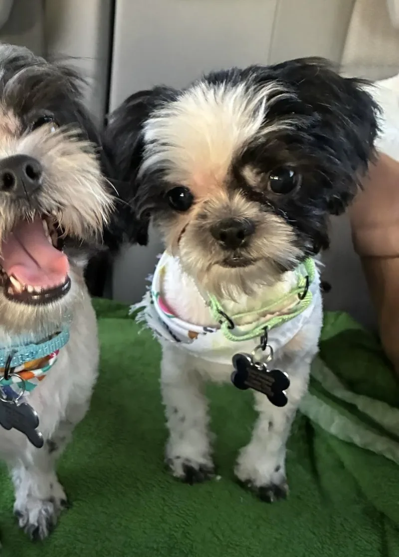 A young small-sized male Shih Tzu dog named Toto for adoption in Knoxville, TN