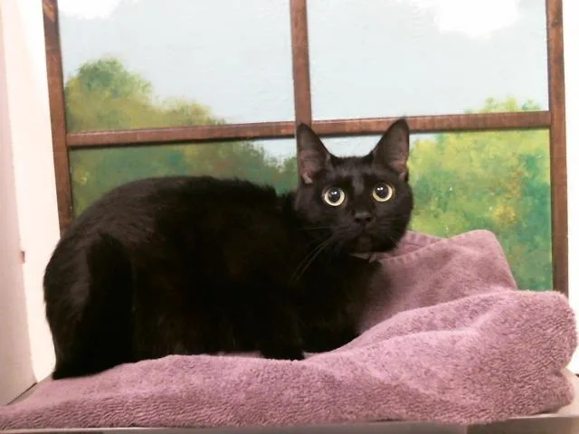 An adult large-sized female Domestic Short Hair cat named Luna for adoption in Houston, TX