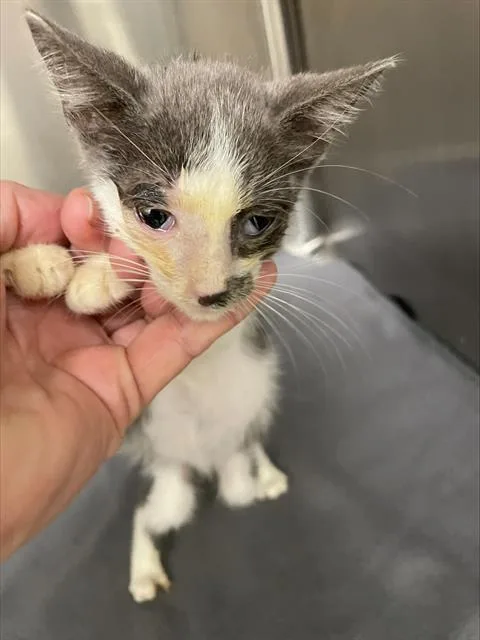 A baby small-sized female Domestic Short Hair cat named Erma for adoption in Rosenberg, TX