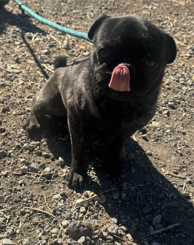 A young small-sized male Brindle Pug dog named Grant for adoption in Alameda, CA