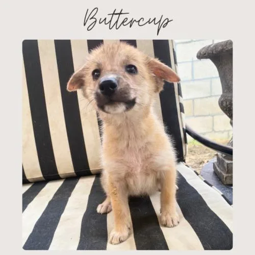A baby small-sized female Shepherd dog named Buttercup for adoption in San Juan Capistrano, CA