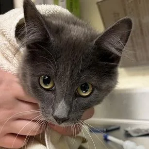 A baby medium-sized male Gray / Blue / Silver Domestic Medium Hair cat named Katya for adoption in Asheville, NC