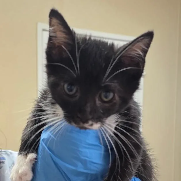 A baby small-sized male Smoke Domestic Short Hair cat named Cheese for adoption in Santa Barbara, CA