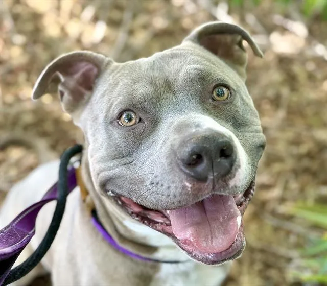 An adult large-sized male Pit Bull Terrier dog named Zero for adoption in Tucson, AZ
