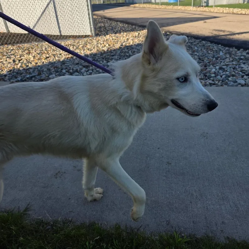 An adult medium-sized male White / Cream Shepherd dog named Avalanche for adoption in Bristol, IN