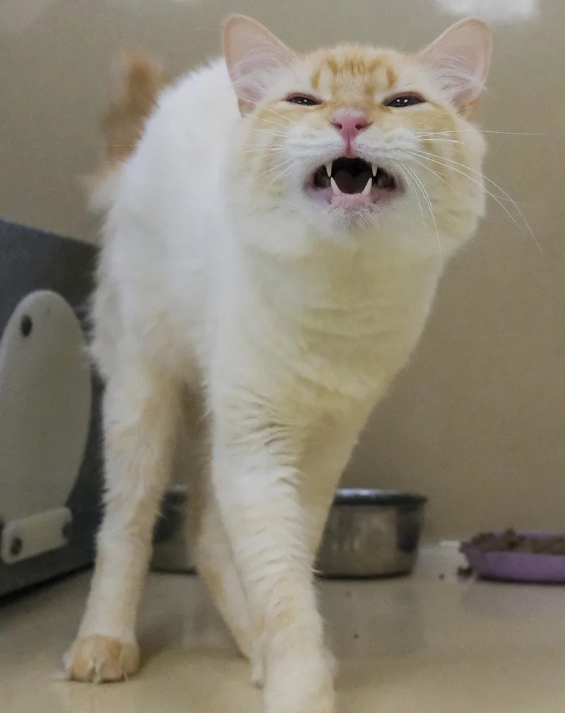 An adult medium-sized female Domestic Medium Hair cat named Sally Symphony for adoption in Harvey , LA