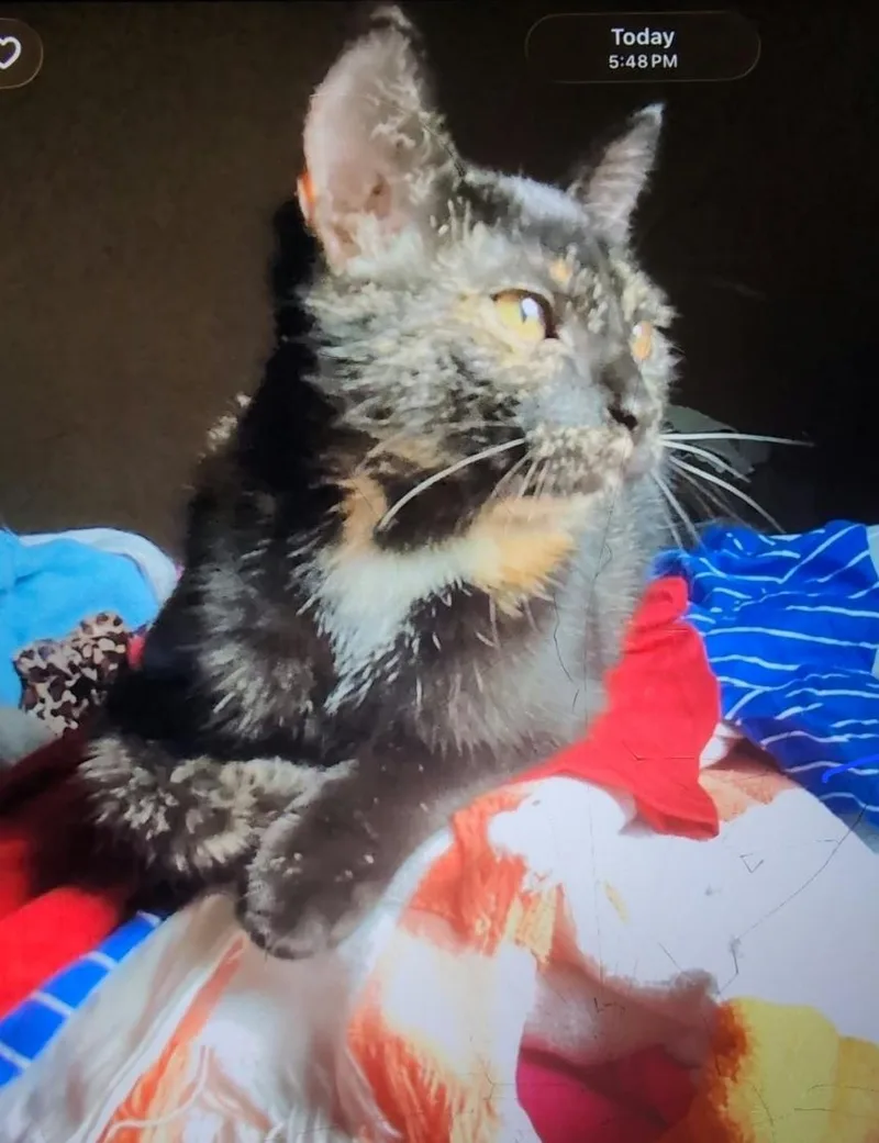 A young medium-sized female Tortoiseshell cat named Soy Sauce for adoption in Claridge, PA
